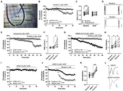 Acute and chronic effects by nicotine on striatal neurotransmission and synaptic plasticity in the female rat brain